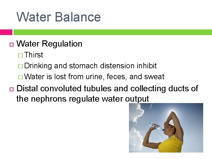 Water Balance Water Regulation � Thirst � Drinking and stomach distension inhibit � Water