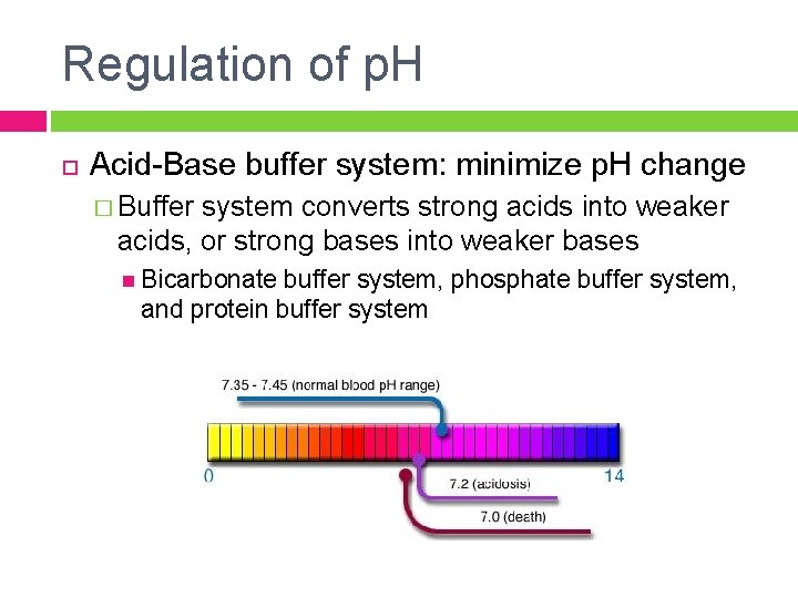 Regulation of p. H Acid-Base buffer system: minimize p. H change � Buffer system