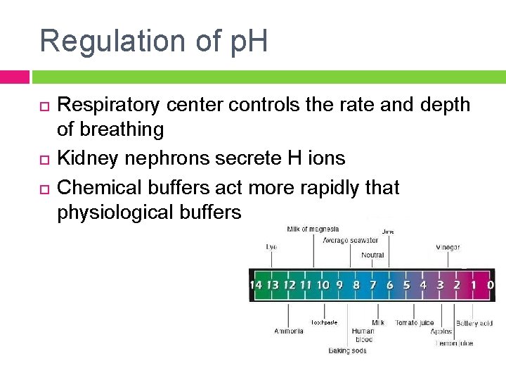 Regulation of p. H Respiratory center controls the rate and depth of breathing Kidney