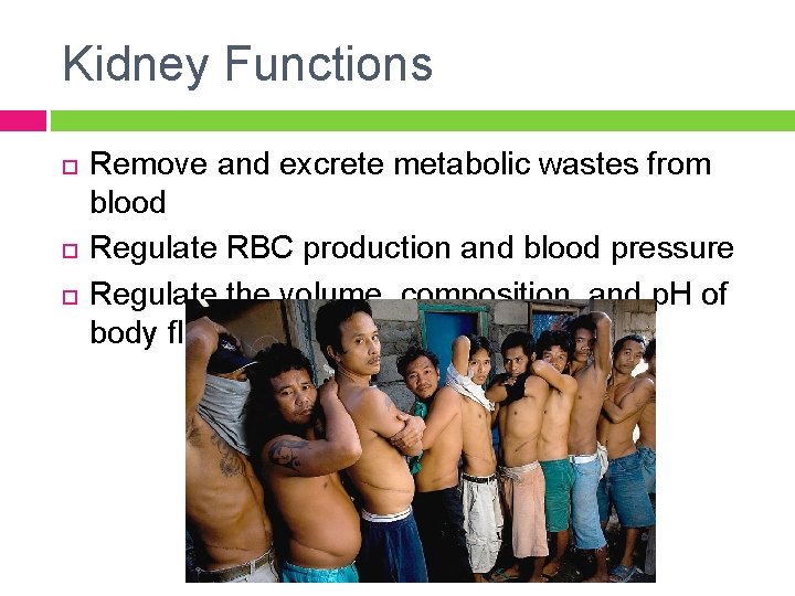 Kidney Functions Remove and excrete metabolic wastes from blood Regulate RBC production and blood