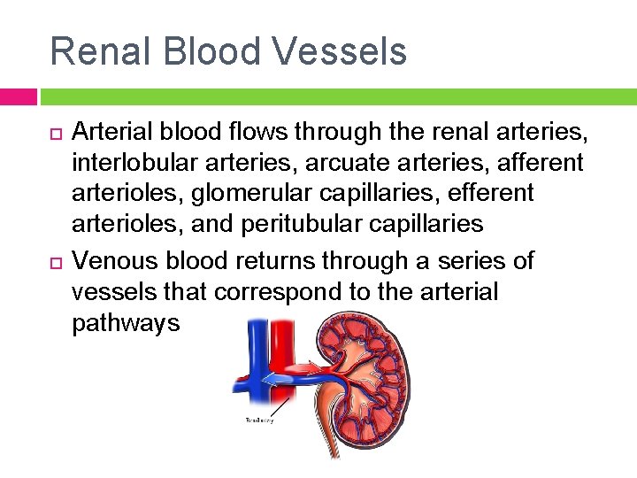 Renal Blood Vessels Arterial blood flows through the renal arteries, interlobular arteries, arcuate arteries,