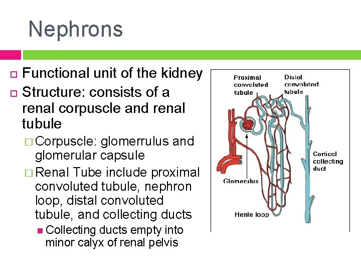 Nephrons Functional unit of the kidney Structure: consists of a renal corpuscle and renal