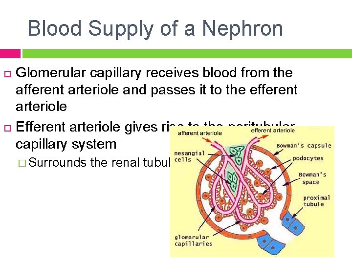 Blood Supply of a Nephron Glomerular capillary receives blood from the afferent arteriole and