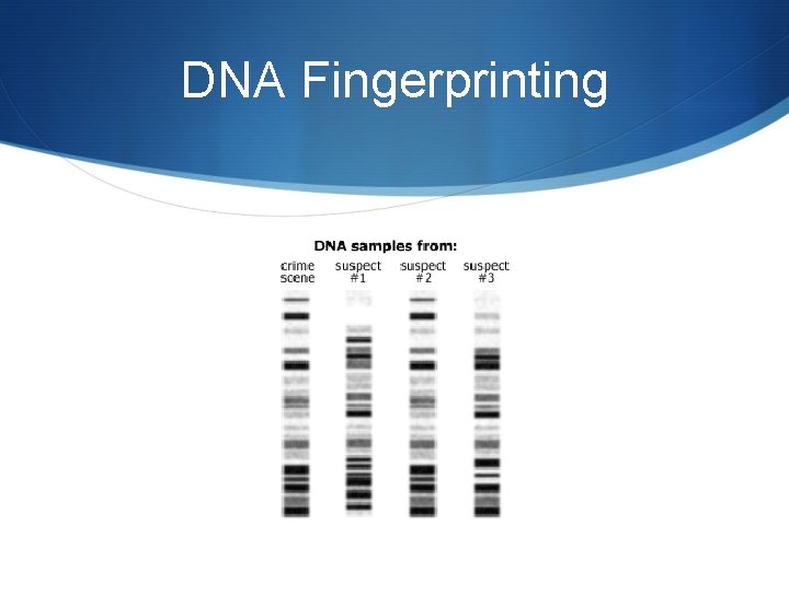 DNA Fingerprinting 