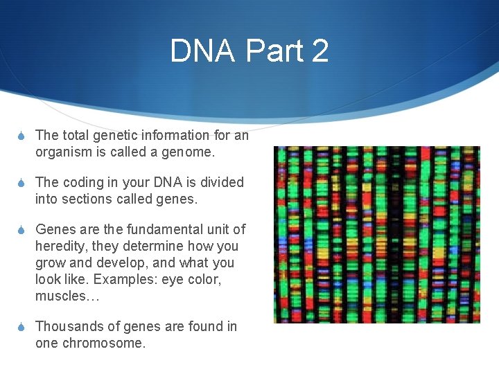 DNA Part 2 S The total genetic information for an organism is called a