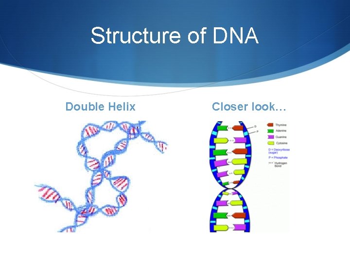 Structure of DNA Double Helix Closer look… 