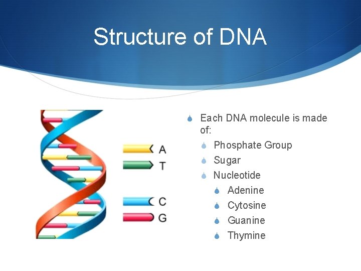 Structure of DNA S Each DNA molecule is made of: S Phosphate Group S