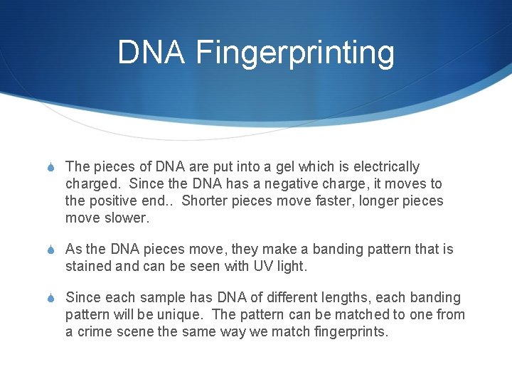 DNA Fingerprinting S The pieces of DNA are put into a gel which is