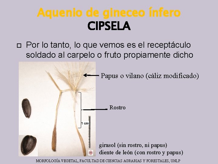 Aquenio de gineceo ínfero CIPSELA Por lo tanto, lo que vemos es el receptáculo