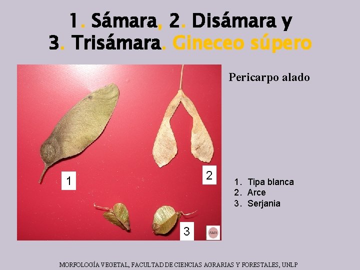 1. Sámara, 2. Disámara y 3. Trisámara. Gineceo súpero Pericarpo alado 2 1 1.