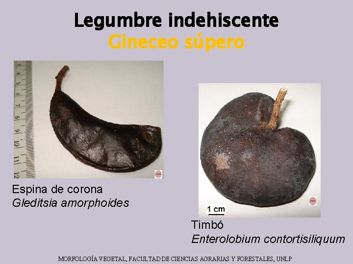 Legumbre indehiscente Gineceo súpero Espina de corona Gleditsia amorphoides Timbó Enterolobium contortisiliquum MORFOLOGÍA VEGETAL,