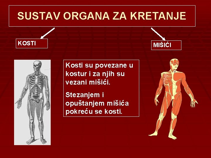 SUSTAV ORGANA ZA KRETANJE KOSTI MIŠIĆI Kosti su povezane u kostur i za njih