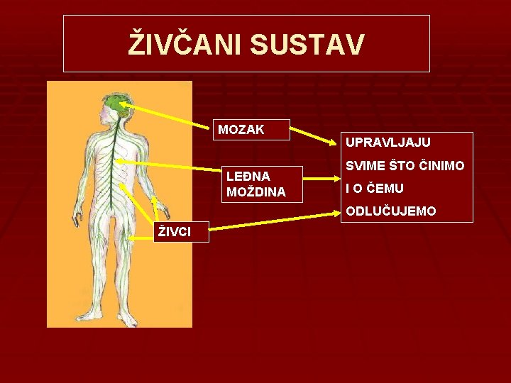 ŽIVČANI SUSTAV MOZAK LEĐNA MOŽDINA UPRAVLJAJU SVIME ŠTO ČINIMO I O ČEMU ODLUČUJEMO ŽIVCI