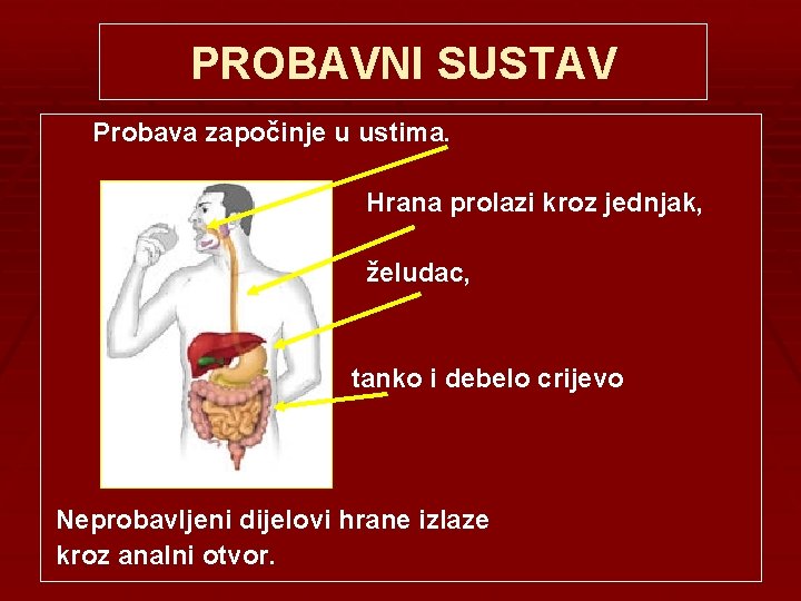 PROBAVNI SUSTAV Probava započinje u ustima. Hrana prolazi kroz jednjak, želudac, tanko i debelo