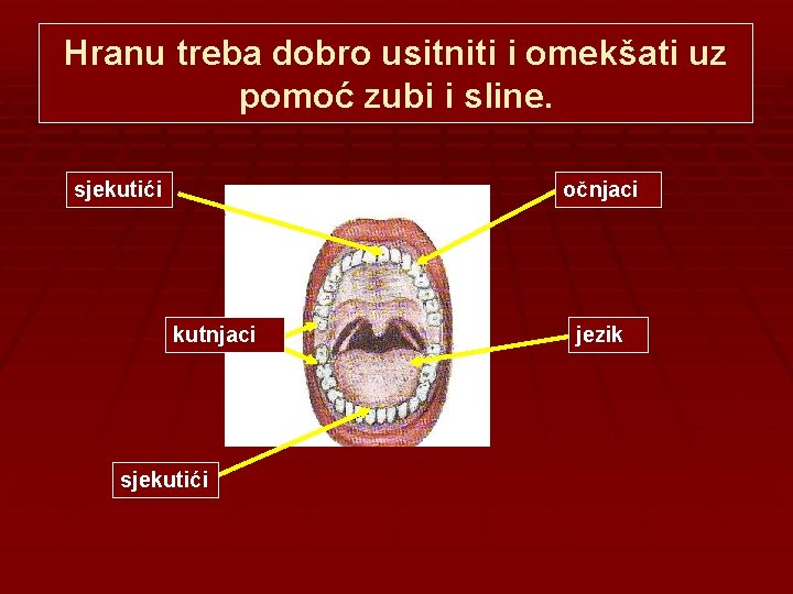 Hranu treba dobro usitniti i omekšati uz pomoć zubi i sline. sjekutići očnjaci kutnjaci