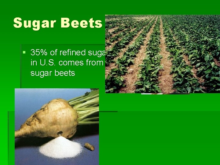 Sugar Beets § 35% of refined sugar in U. S. comes from sugar beets