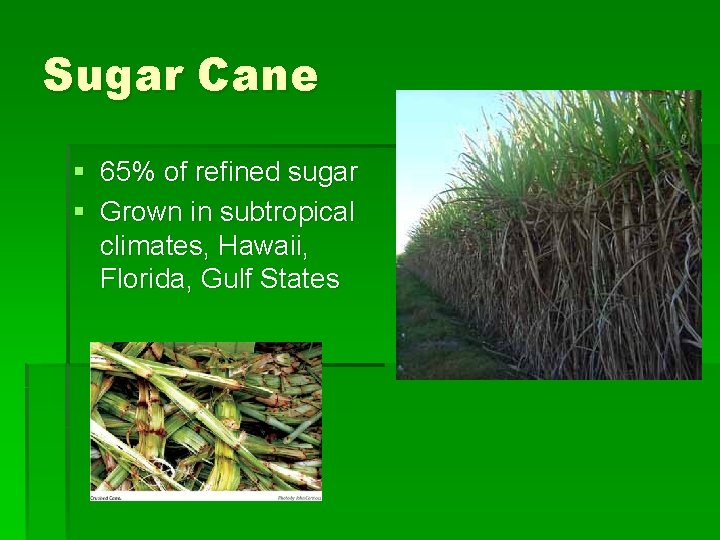 Sugar Cane § 65% of refined sugar § Grown in subtropical climates, Hawaii, Florida,