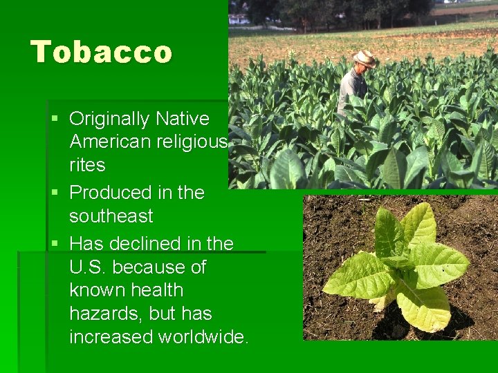 Tobacco § Originally Native American religious rites § Produced in the southeast § Has