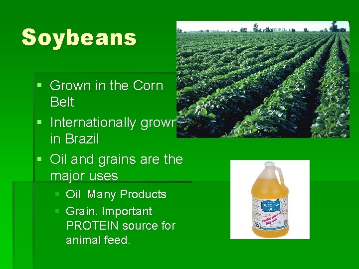 Soybeans § Grown in the Corn Belt § Internationally grown in Brazil § Oil