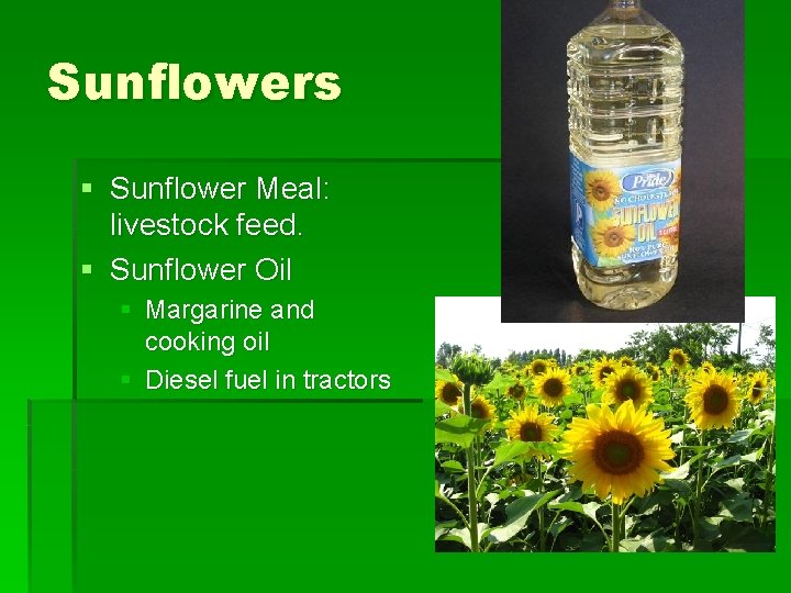 Sunflowers § Sunflower Meal: livestock feed. § Sunflower Oil § Margarine and cooking oil