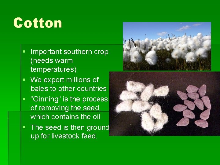 Cotton § Important southern crop (needs warm temperatures) § We export millions of bales