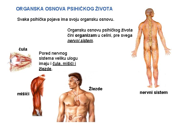 ORGANSKA OSNOVA PSIHIČKOG ŽIVOTA Svaka psihička pojava ima svoju organsku osnovu. Organsku osnovu psihičkog