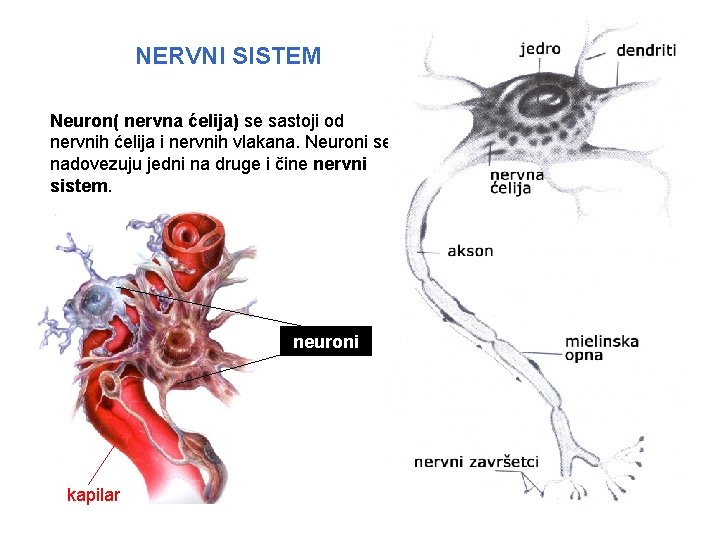 NERVNI SISTEM Neuron( nervna ćelija) se sastoji od nervnih ćelija i nervnih vlakana. Neuroni