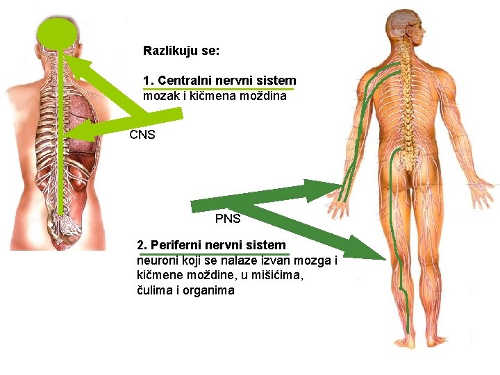 Razlikuju se: 1. Centralni nervni sistem mozak i kičmena moždina CNS PNS 2. Periferni
