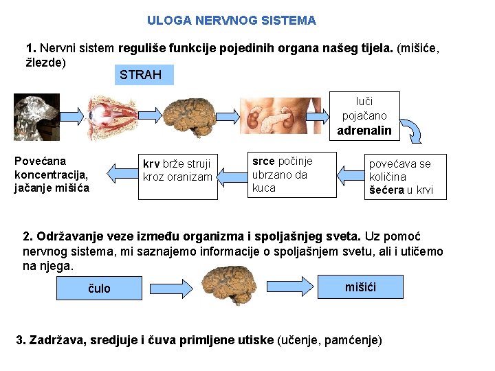 ULOGA NERVNOG SISTEMA 1. Nervni sistem reguliše funkcije pojedinih organa našeg tijela. (mišiće, žlezde)