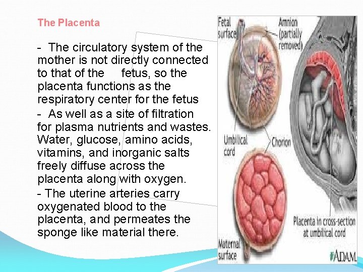 The Placenta - The circulatory system of the mother is not directly connected to