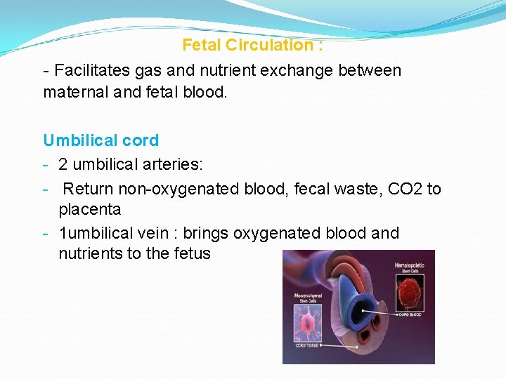Fetal Circulation : - Facilitates gas and nutrient exchange between maternal and fetal blood.