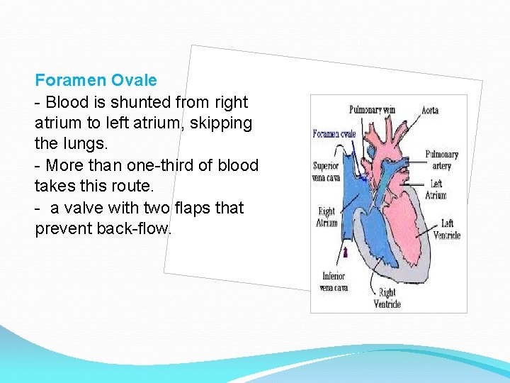 Foramen Ovale - Blood is shunted from right atrium to left atrium, skipping the