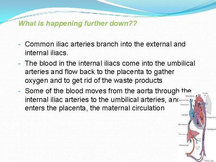 What is happening further down? ? - Common iliac arteries branch into the external