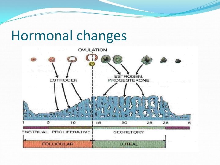 Hormonal changes 