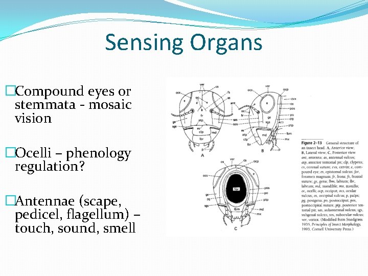 Sensing Organs �Compound eyes or stemmata - mosaic vision �Ocelli – phenology regulation? �Antennae