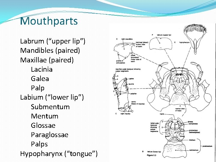 Mouthparts Labrum (“upper lip”) Mandibles (paired) Maxillae (paired) Lacinia Galea Palp Labium (“lower lip”)