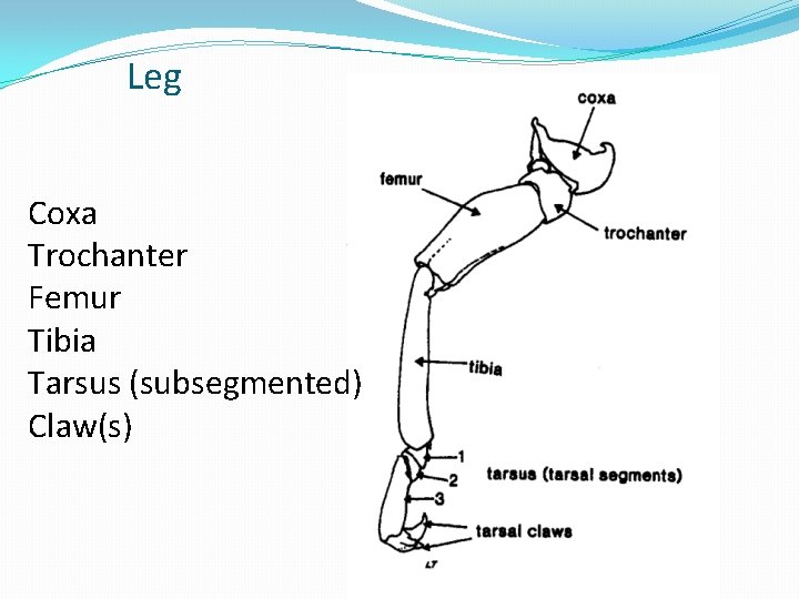 Leg Coxa Trochanter Femur Tibia Tarsus (subsegmented) Claw(s) 