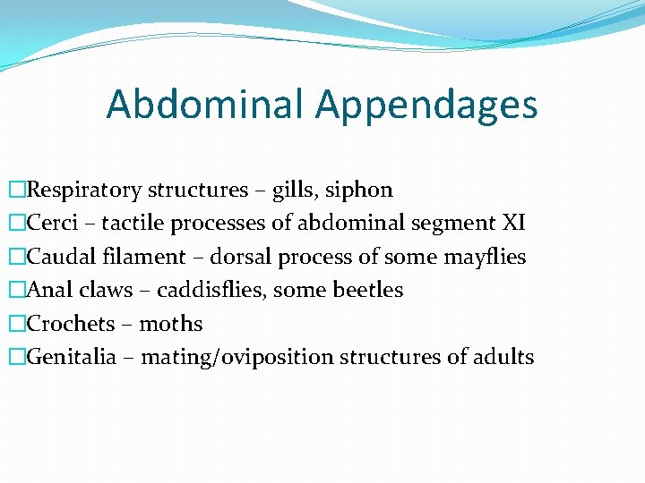 Abdominal Appendages �Respiratory structures – gills, siphon �Cerci – tactile processes of abdominal segment