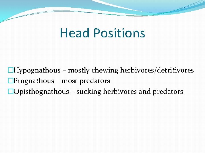 Head Positions �Hypognathous – mostly chewing herbivores/detritivores �Prognathous – most predators �Opisthognathous – sucking