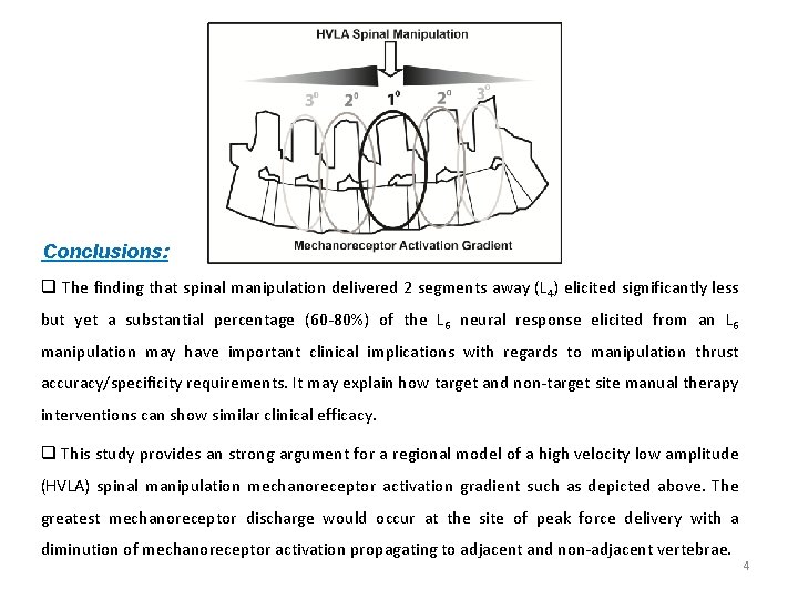 Conclusions: q The finding that spinal manipulation delivered 2 segments away (L 4) elicited