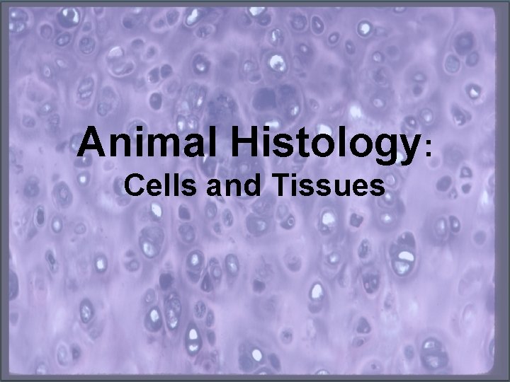 Animal Histology: Cells and Tissues 