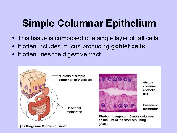 Simple Columnar Epithelium • This tissue is composed of a single layer of tall