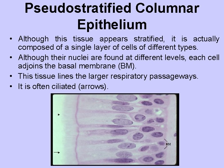 Pseudostratified Columnar Epithelium • Although this tissue appears stratified, it is actually composed of