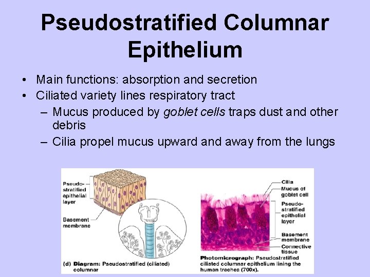 Pseudostratified Columnar Epithelium • Main functions: absorption and secretion • Ciliated variety lines respiratory