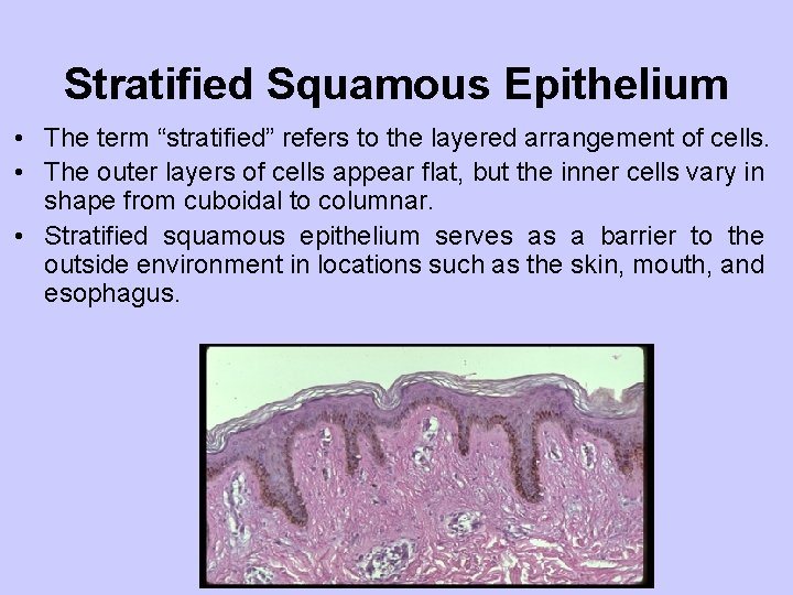 Stratified Squamous Epithelium • The term “stratified” refers to the layered arrangement of cells.