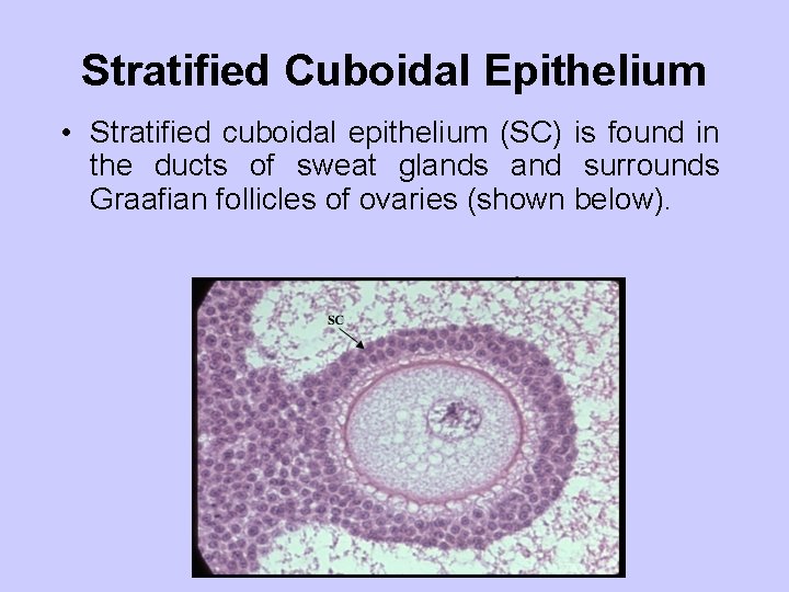 Stratified Cuboidal Epithelium • Stratified cuboidal epithelium (SC) is found in the ducts of