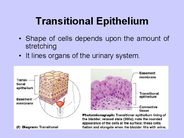 Transitional Epithelium • Shape of cells depends upon the amount of stretching • It