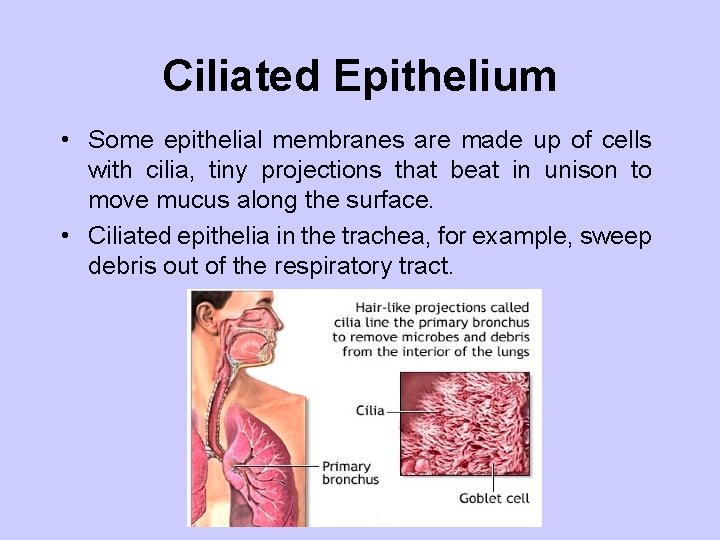 Ciliated Epithelium • Some epithelial membranes are made up of cells with cilia, tiny