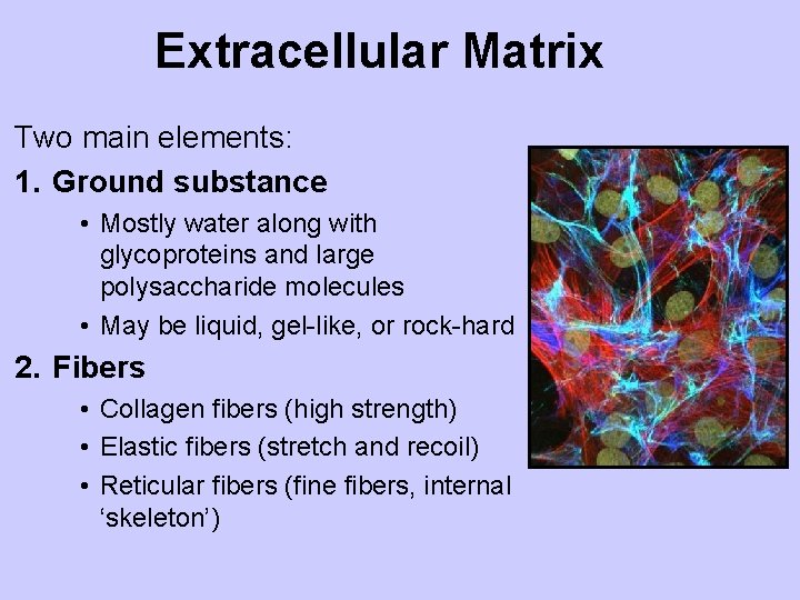 Extracellular Matrix Two main elements: 1. Ground substance • Mostly water along with glycoproteins