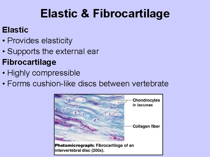 Elastic & Fibrocartilage Elastic • Provides elasticity • Supports the external ear Fibrocartilage •